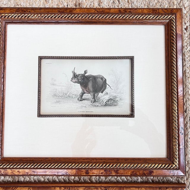 Art Deco Pair of antique engravings of Rhinoceroses signed Stewart and Lixars // set of two // custom framing // burlwood frames // collectible For Sale - Image 3 of 10