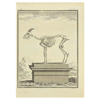 Jean Charles Baquoy, The Skeleton, Etching, 1771 For Sale