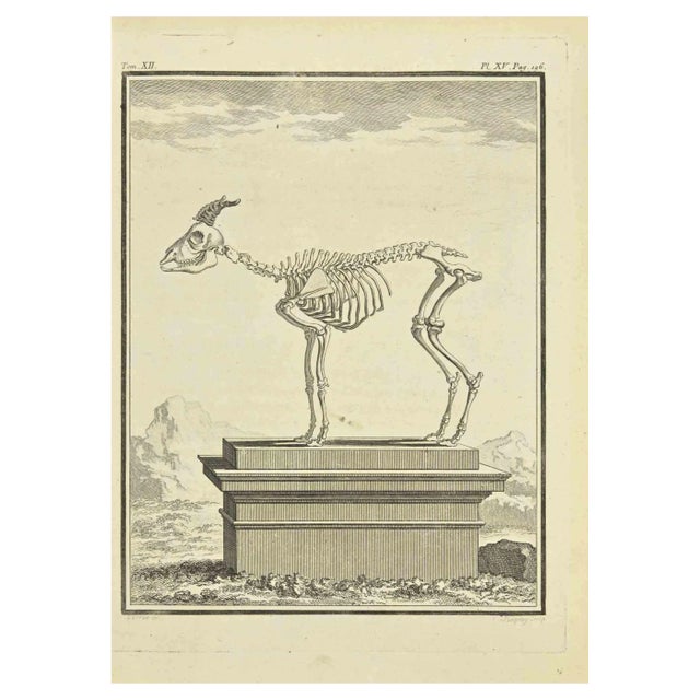 Jean Charles Baquoy, The Skeleton, Etching, 1771 For Sale