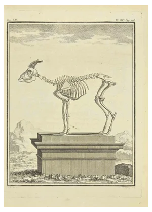 Jean Charles Baquoy, The Skeleton, Etching, 1771