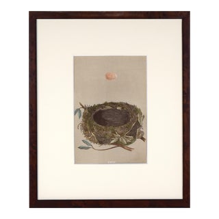 19th C. Francis Morris Bird Nest Woodblock Print 1875 For Sale