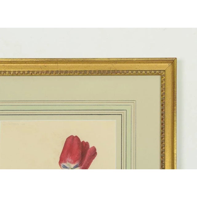 Early 20th Century Watercolor Painting of a Purple and White Parrot Tulip For Sale In New York - Image 6 of 9
