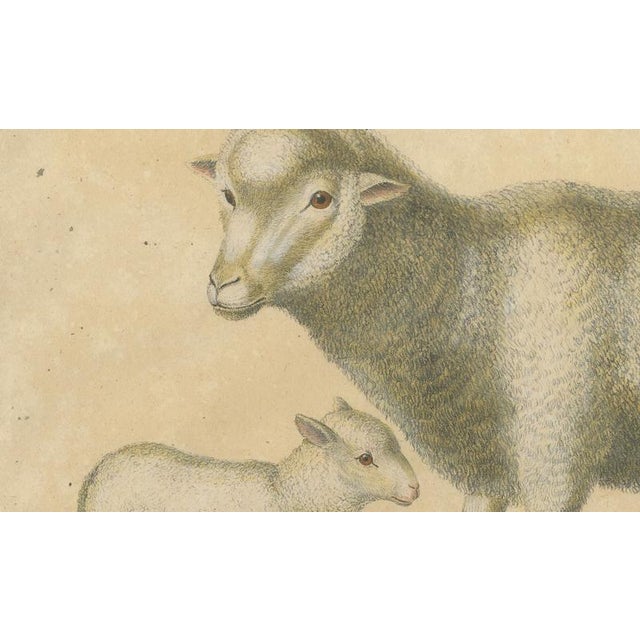 Cream Brodtmann, Spanish Sheep, Ewe, Lamb & Ram, Lithograph, 1816 For Sale - Image 8 of 9