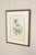 Traditional J. Gould and H.C. Richter Ornithological Print, 'Sternoclyta Cyaneipectus' For Sale - Image 3 of 12