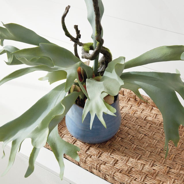Early 21st Century Staghorn Fern Drop-In 22" For Sale - Image 5 of 8
