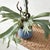 Early 21st Century Staghorn Fern Drop-In 22" For Sale - Image 5 of 8