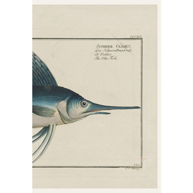 Atlantic Sailfish, Vintage Fish Art Print Reproduction, 48" X 32" For Sale - Image 4 of 11