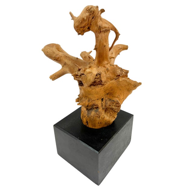 Natural Driftwood Dragon Head Sculpture on Black Base For Sale - Image 10 of 11