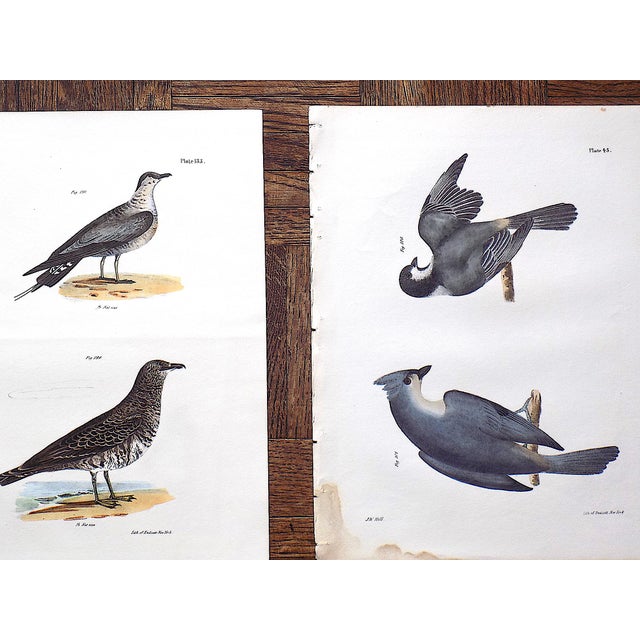 Printmaking Materials Antique 19th Century Bird Lithographs - Set of 12 For Sale - Image 7 of 8
