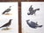 Printmaking Materials Authentic Antique 19th Century Bird Lithographs - Set of 12 For Sale - Image 7 of 8
