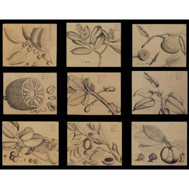 Large Scale British Colonial Style Framed Tropical Fruit / Botanicals -S/9 For Sale - Image 9 of 12