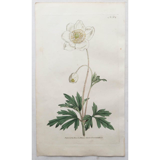 After Sowerby, Botanical Prints, 1793, Lithograph, Set of 12 For Sale - Image 8 of 14