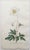 After Sowerby, Botanical Prints, 1793, Lithograph, Set of 12 For Sale - Image 8 of 14