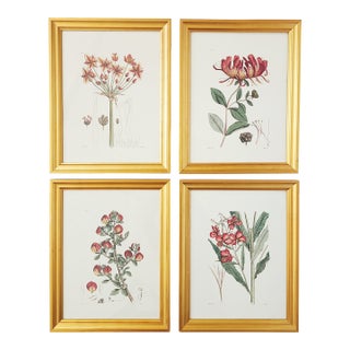 Botanical Prints by Shadow Catchers-Set of 4 For Sale