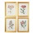Botanical Prints by Shadow Catchers-Set of 4 For Sale