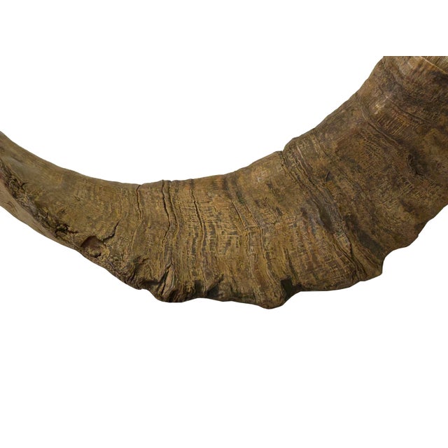 Bone 18" Rustic Natural Artistic Horn Shape Brush Accent Display For Sale - Image 7 of 8