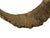 Bone 18" Rustic Natural Artistic Horn Shape Brush Accent Display For Sale - Image 7 of 8