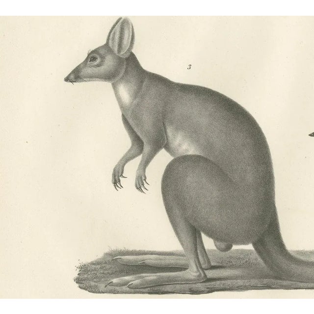 Rare 19th-Century Lithograph of Marsupials Including the Potoroo and Kangaroo Rat This finely detailed 19th-century...