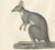 Rare 19th-Century Lithograph of Marsupials Including the Potoroo and Kangaroo Rat This finely detailed 19th-century...