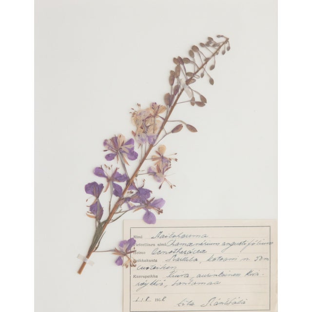 Custom Framed Vintage Finnish Herbarium Botanical Specimens - Set of Four For Sale In Houston - Image 6 of 18