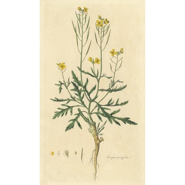 Curtis, Botany Illustration of Diplotaxis Tenuifolia, 1817, Print For Sale - Image 3 of 5