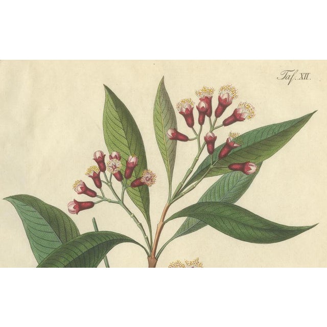 Caryophyllus Aromaticus, 1800s, Paper For Sale - Image 3 of 10