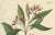 Caryophyllus Aromaticus, 1800s, Paper For Sale - Image 3 of 10