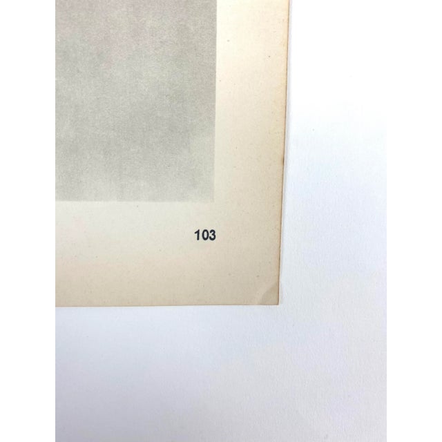 Photorealism Framed Vintage Botanical Blossfeldt Print - No. 103 For Sale - Image 3 of 5