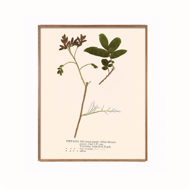 Antique Botanical Set in Oxblood - Set of 8 16" X 20" For Sale - Image 9 of 11