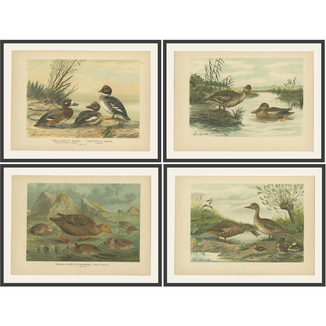 Reiss & J.K., Illustrations of Ducks: Goldeneye, Scaup, Teal and Eider, 1890, Prints, Set of 4 For Sale