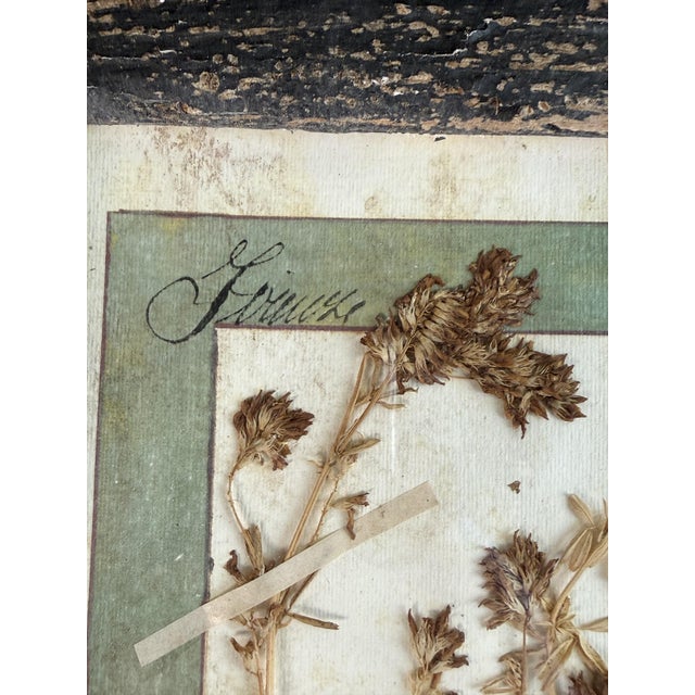 Vintage Herbarium, Florence, 1941 For Sale - Image 6 of 10