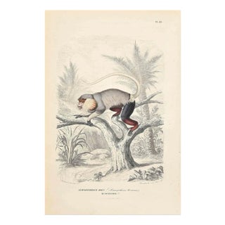 Paul Gervais, Langur, Original Lithograph, 1854 For Sale