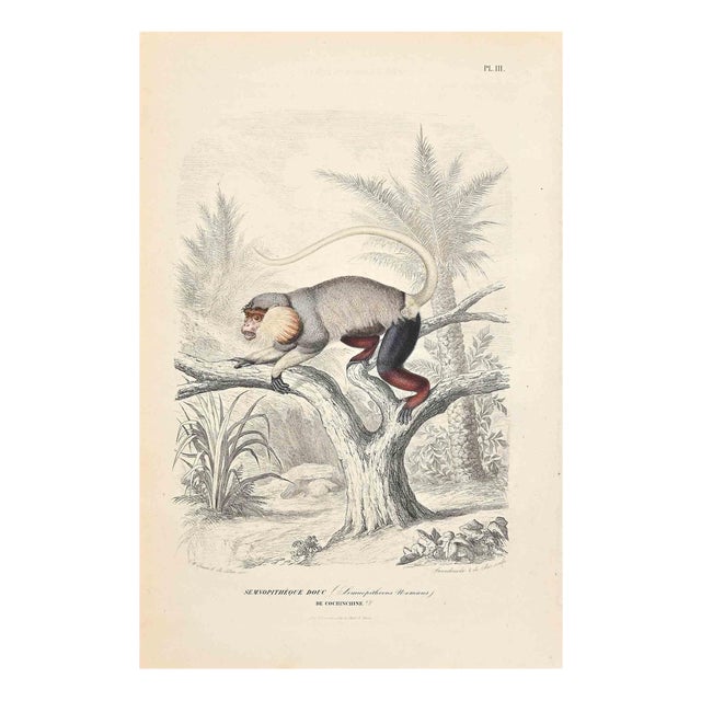Paul Gervais, Langur, Original Lithograph, 1854 For Sale