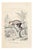 Paul Gervais, Langur, Original Lithograph, 1854 For Sale