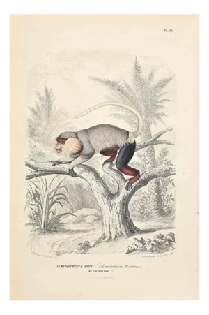 Paul Gervais, Langur, Original Lithograph, 1854