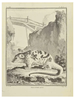 Jean Charles Baquoy, Phalanger Male, Etching, 1771