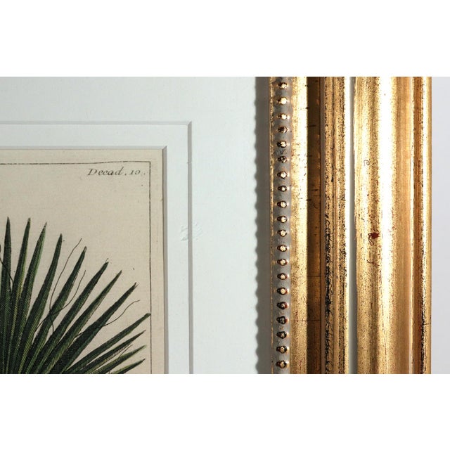 Botanical Hand-Colored Engraving of Palmyra Palms, Georg Eberhard Rumphius, 1741-50 For Sale - Image 9 of 13