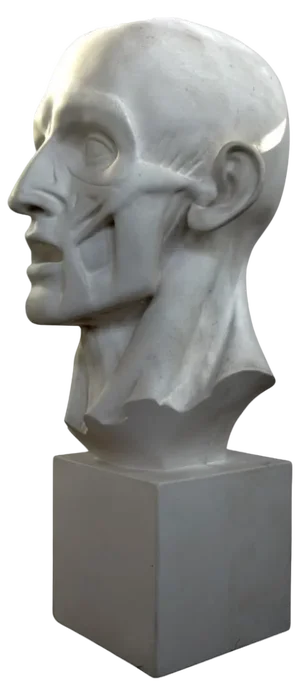 Early 20th Century Jean-Antoine Houdons Scorticato in Plaster
