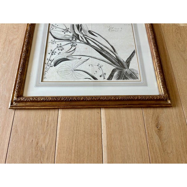 2000 - 2009 Dennis & Leen Botanical Print With Gilded Frame – DL-Art 41 For Sale - Image 5 of 7