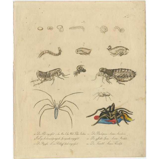 Brodtmann, Fleas, Tarantula & Spiders, 1816, Lithograph For Sale - Image 3 of 11