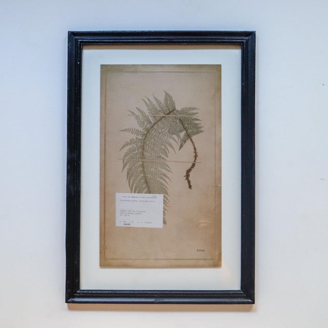 Pair of Framed Swiss Herbarium Fern Facsimile Prints, 1948 & 1953 Specimens For Sale In Las Vegas - Image 6 of 8