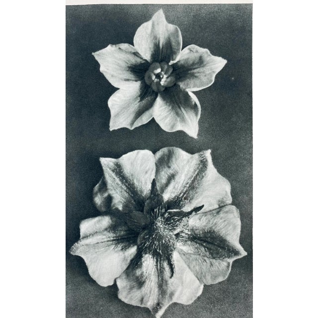 Traditional Antique Botanical Blossfeldt Print - No. 70 For Sale - Image 3 of 6