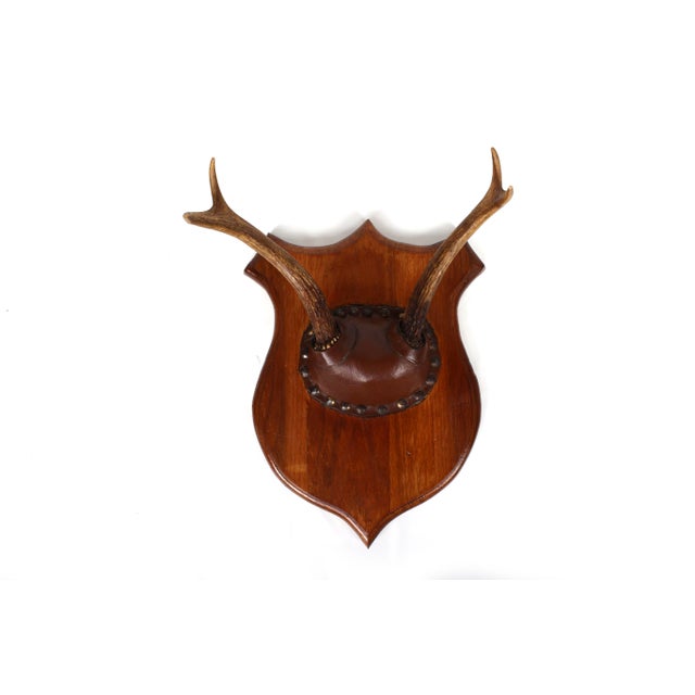 Set of 4 Vintage Mounted Deer Antlers With Leather and Brass Tacks For Sale - Image 12 of 15