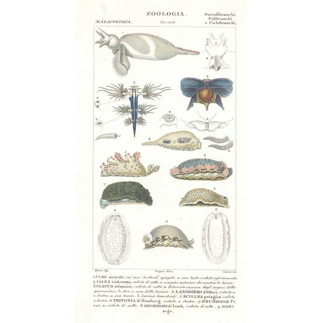 Pierre Jean François Turpin, Pterodibranchi, Etching, 1831 For Sale - Image 3 of 3