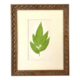 Antique Botanical Lithograph of a Fern Print by Edward J. Lowe London C.1867 For Sale