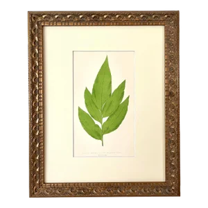 Antique Botanical Lithograph of a Fern Print by Edward J. Lowe London C.1867