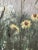 Wood 1974 Field of Wildflowers Oil-On-Canvas, Framed For Sale - Image 7 of 13