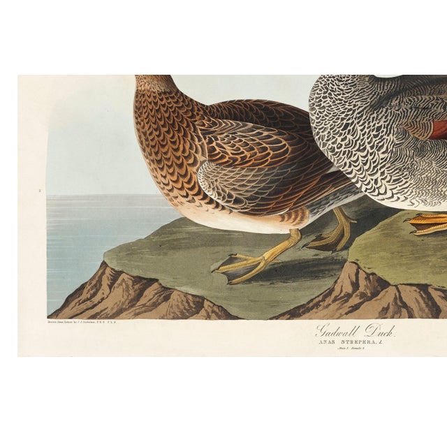 Canvas Backed Duck, Vintage Art Print Reproduction From Birds of America by John James Audubon, 60" X 40" For Sale - Image 9 of 10