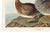 Canvas Backed Duck, Vintage Art Print Reproduction From Birds of America by John James Audubon, 60" X 40" For Sale - Image 9 of 10