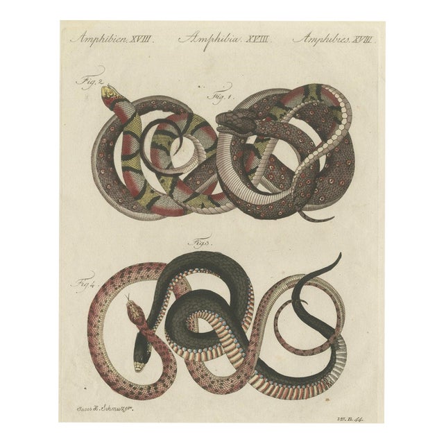 Bertuch, Four Intertwined Snakes, 1805, Print For Sale